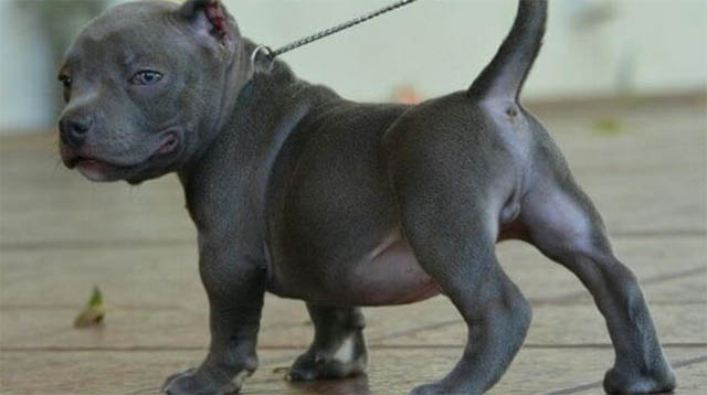miniature pitbull