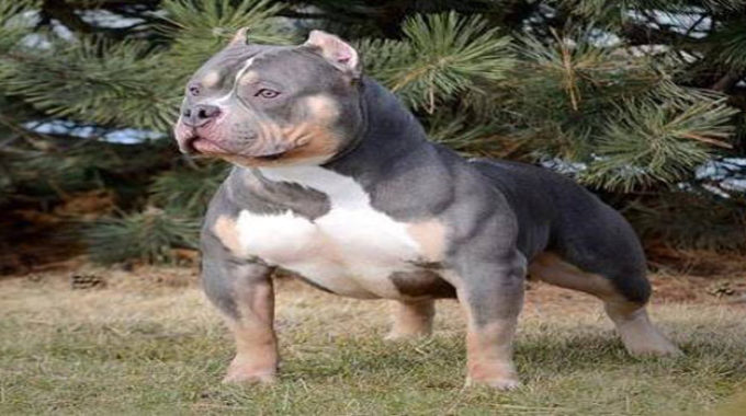 American Bully Dog - American Bully Pit Bull - American Bully Dog Info