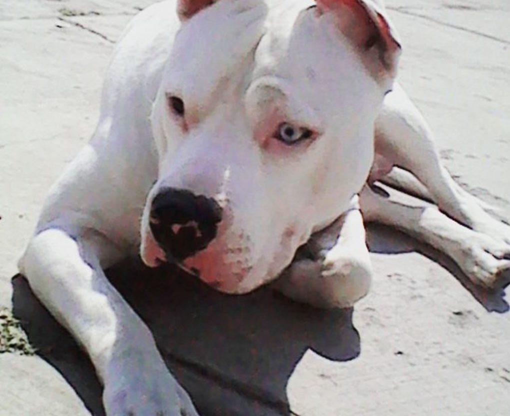 white pitbull with blue spots
