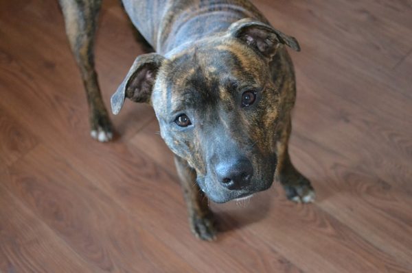 Brindle Pitbull - 12 Facts About The Brindle Pitbull - Brindle Color Pits