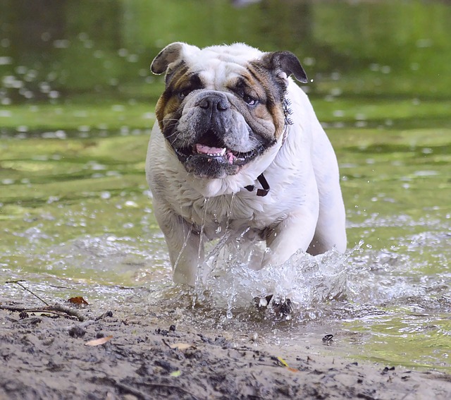 english bulldog coming out of water