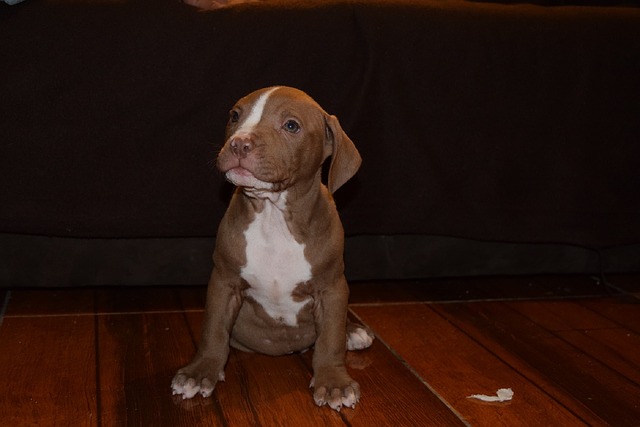 brown and white american bull terrier puppy